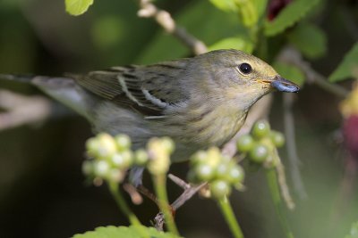 Blackpoll Warbler