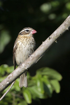 Rose-breasted Grosbeak