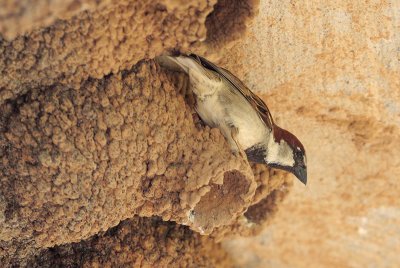 House Sparrow using Cliff Swallow nest
