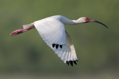 White Ibis