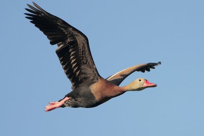 Black-bellied Whistling-Duck