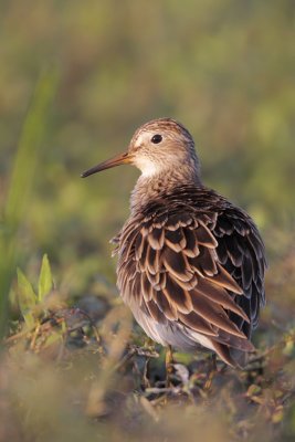 Pectoral Sandpiper