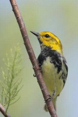 Black-throated Green Warbler