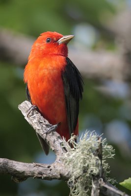 Scarlet Tanager