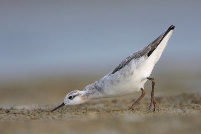 Wilson's Phalarope