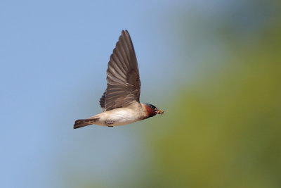 Cliff Swallow