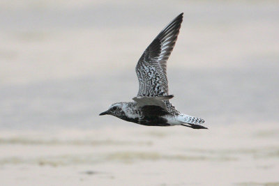 Black-bellied Plover