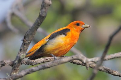 Scarlet Tanager