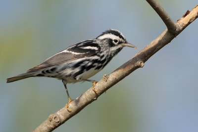 Black and White Warbler