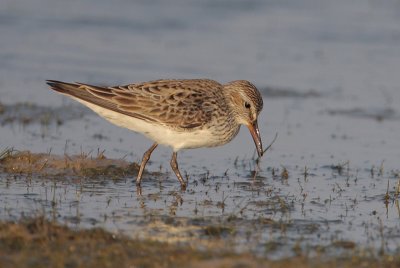 White-rumped Sandpiper