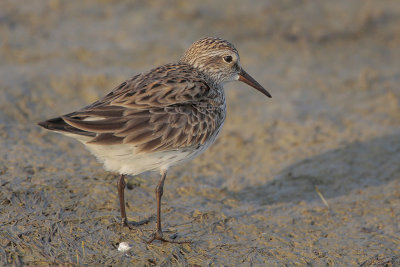 White-rumped Sandpiper