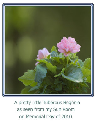 Tuberous--Begonia--2010--WE.jpg