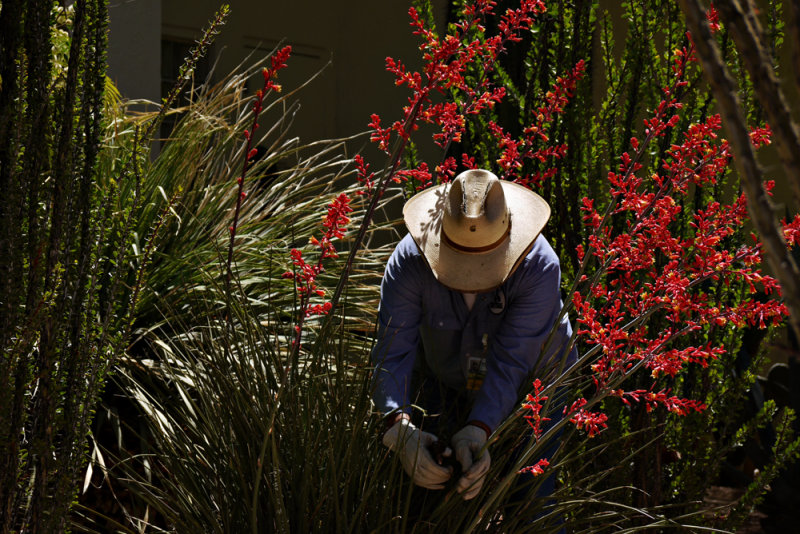 Gardener, Scottsdale Civic Plaza, Scottsdale, Arizona, 2010