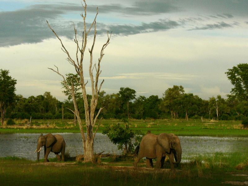 Twilight, South Luangwa National Park, Zambia, 2006