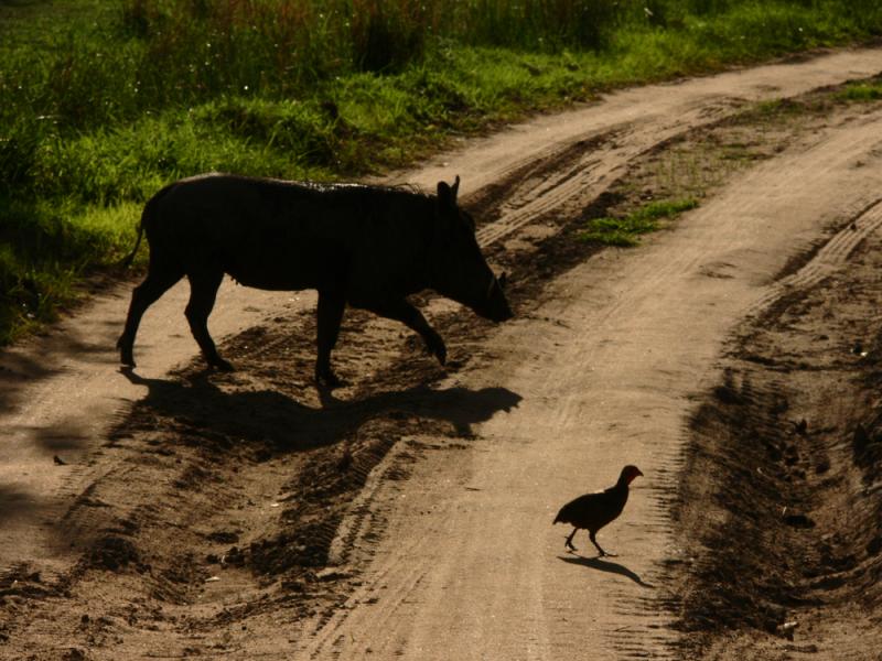 Creatures of the road, South Luangwa National Park, Zambia, 2006
