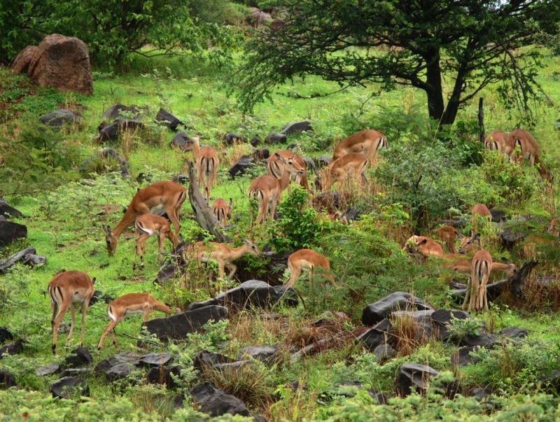 Impala herd, Chichele Hill,  South Luangwa National Park, Zambia, 2006