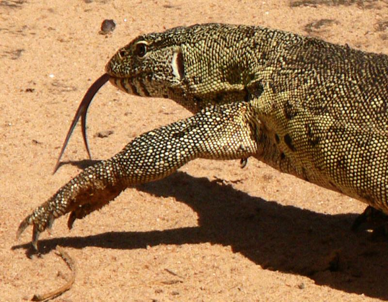 Monitor lizard looking for a snack, South Luangwa National Park, Zambia, 2006