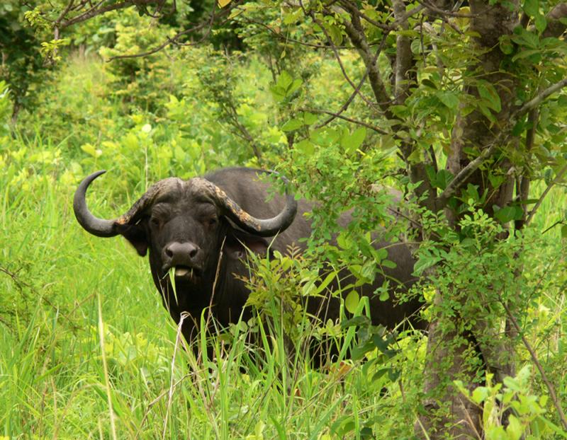 African Cape Buffalo, South Luangwa National Park, Zambia, 2006