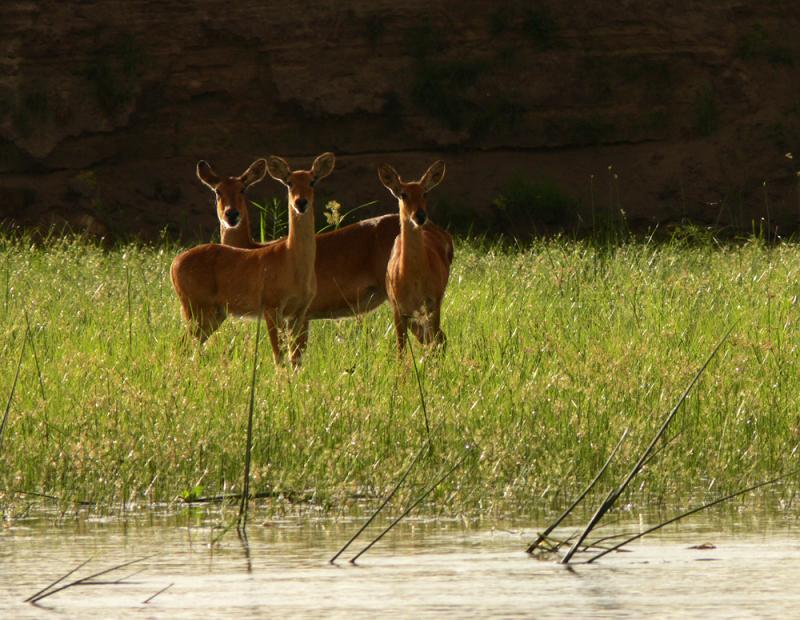 Puku Trio, Luangwa River, South Luangwa National Park, Zambia, 2006
