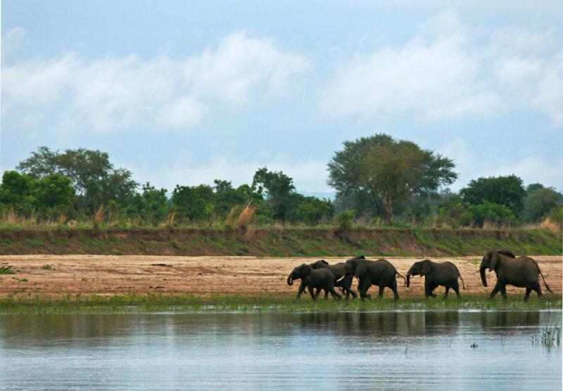 Elephants crossing the Luangwa, South Luangwa National Park, Zambia, 2006