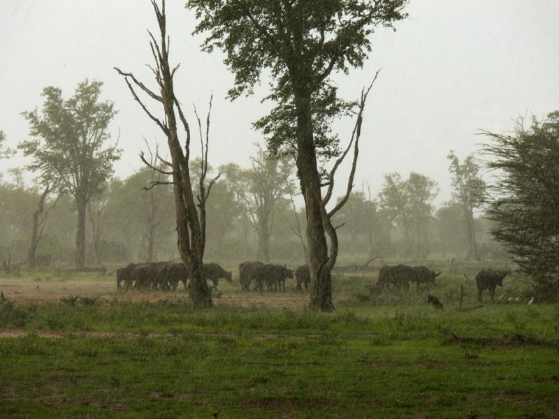 Soaked buffalo, South Luangwa National Park, Zambia, 2006