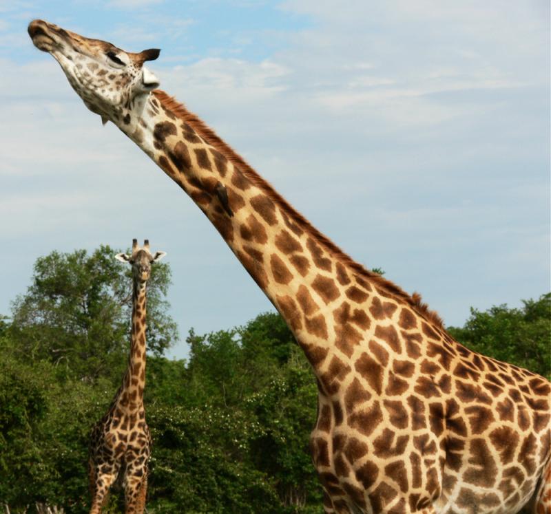 Giraffe geometry, South Luangwa National Park, Zambia, 2006