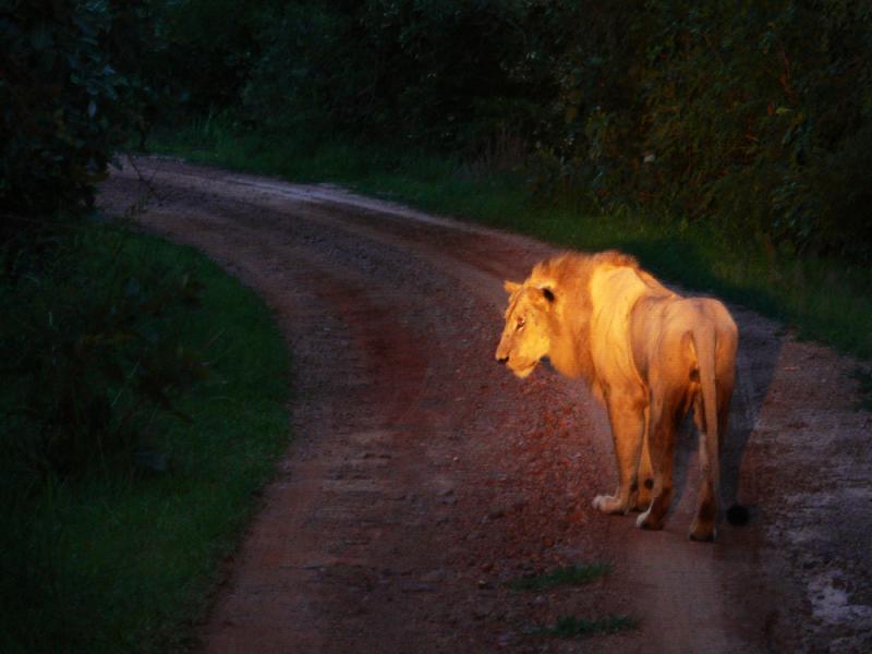 Lion on Chichele Road, South Luangwa National Park, Zambia, 2006