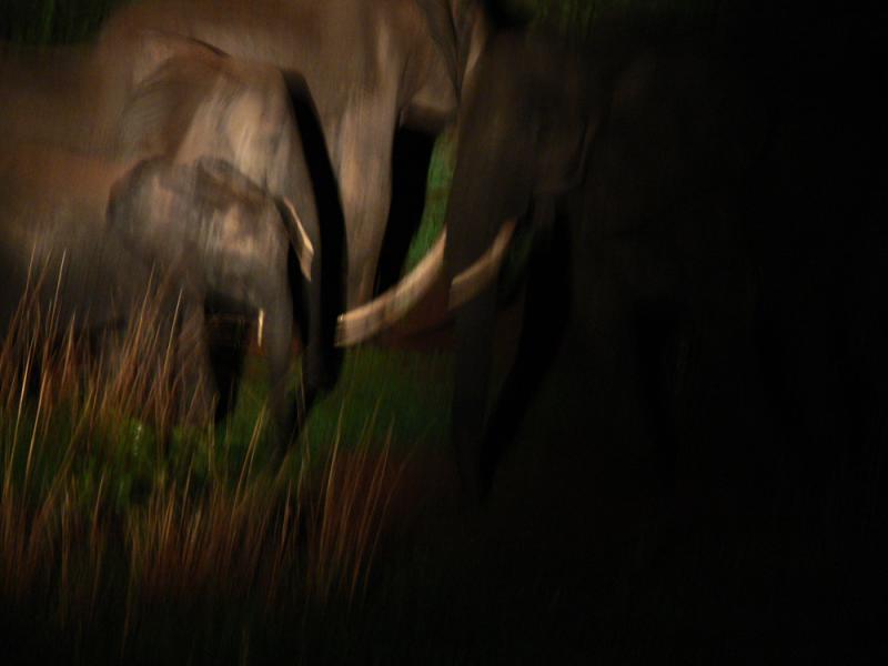 Elephant dreams, South Luangwa National Park, Zambia, 2006