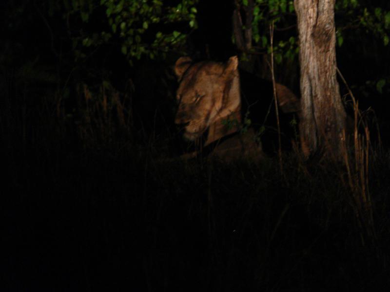 Lioness at rest, South Luangwa National Park, Zambia, 2006