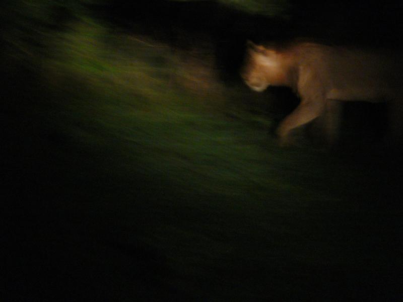 Lion hunting on Chichele Hill, South Luangwa National Park, Zambia, 2006