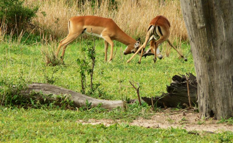 Sparring impala, South Luangwa National Park, Zambia, 2005