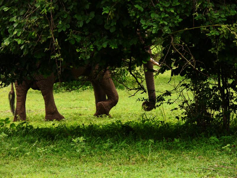 Large feet tread lightly, South Luangwa National Park, Zambia, 2006