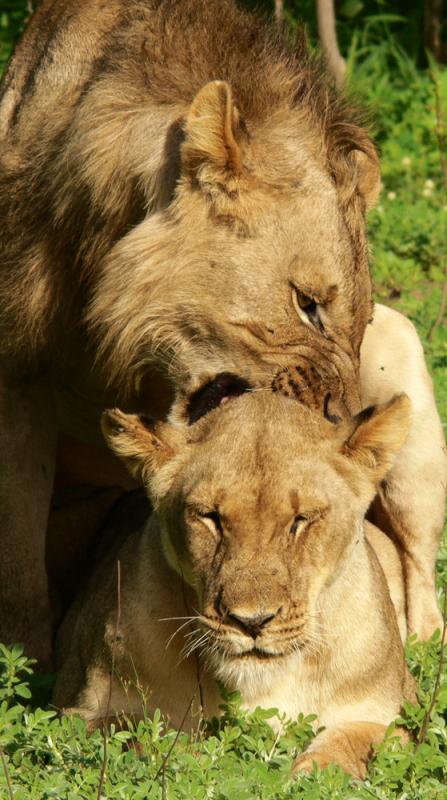 Neck bite, mating Lions, South Luangwa National Park, Zambia, 2006