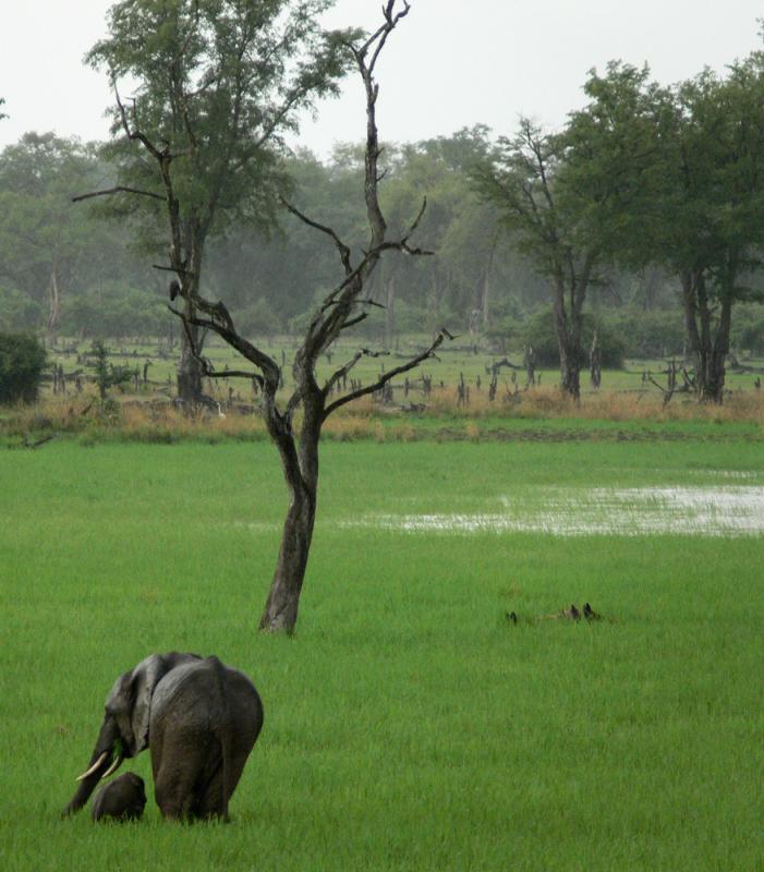 Sheltering the calf, South Luangwa National Park, Zambia, 2006