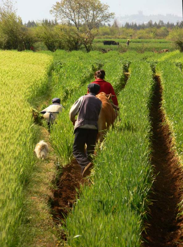 Barley field, Baisha, China, 2006