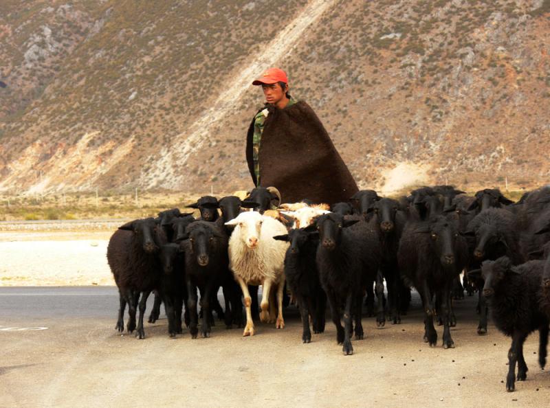 Shepherd, Baisha, China, 2006