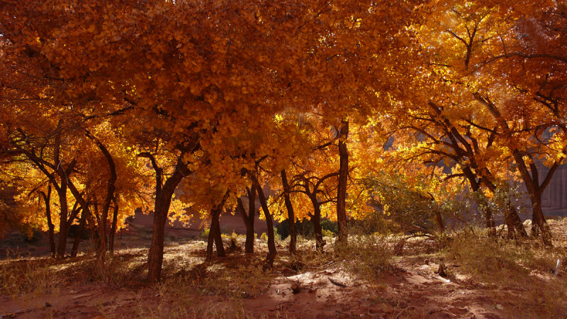 Indian summer, Canyon de Chelly National Monument, Arizona, 2007