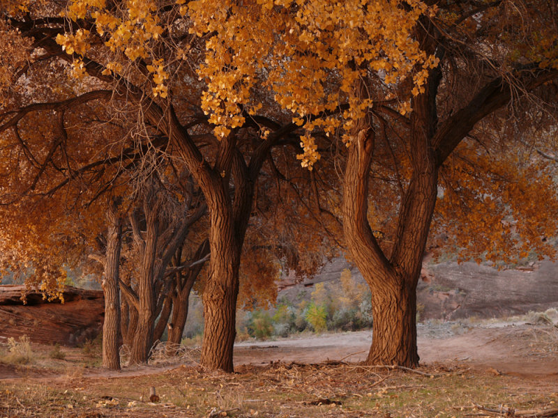 Red autumn, Canyon de Chelly National Monument, Arizona, 2007