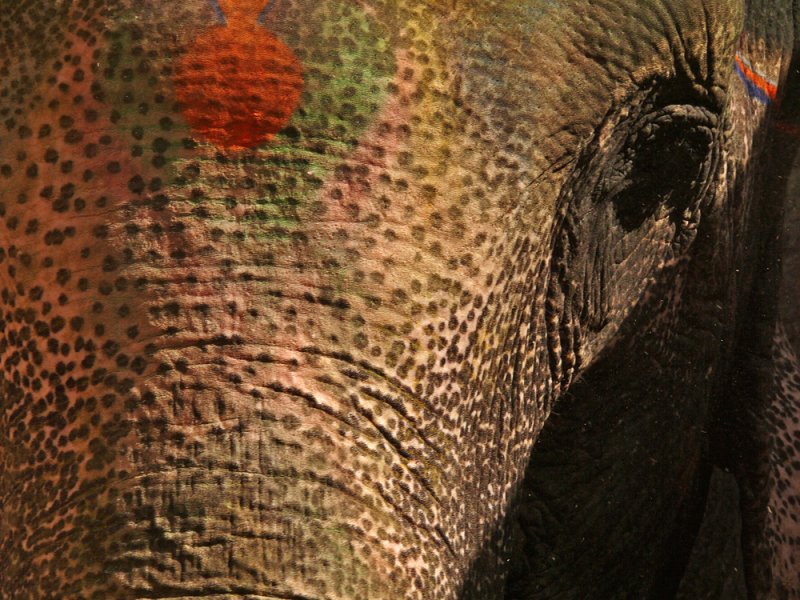 Elephant pores, Agra Fort, Agra, India, 2008