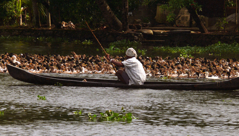 Duck farmer, Kerala Backwaters, India, 2008