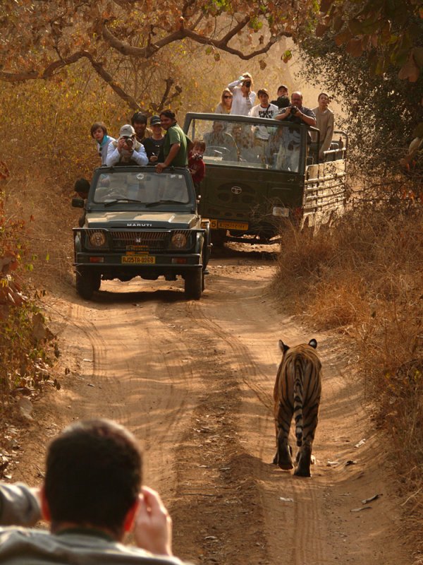 Tiger traffic, Ranthambore National Park, India, 2008