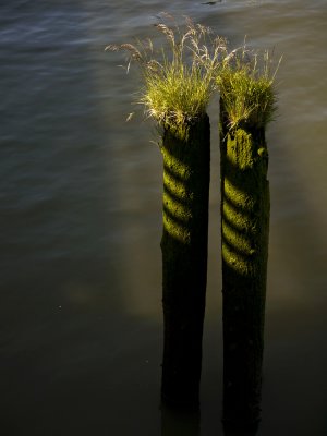 Pilings, Astoria, Oregon, 2009