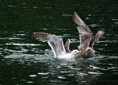 Gull fight, Fort Bragg, California, 2009