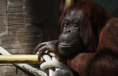 Orangutan, The Phoenix Zoo, Phoenix, Arizona, 2010