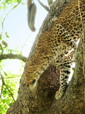 Leopard in flight, South Luangwa National Park, Zambia, 2006