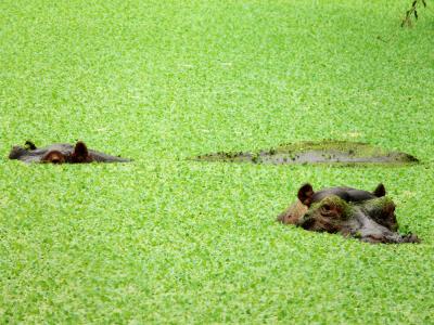 Cool hippos, South Luangwa National Park, Zambia, 2006