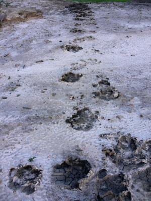 Hippo tracks, South Luangwa National Park, Zambia, 2006