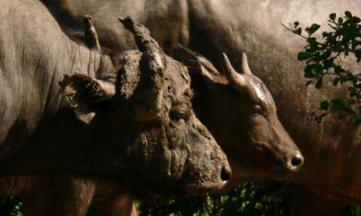 Mudbath, South Luangwa National Park, Zambia, 2006