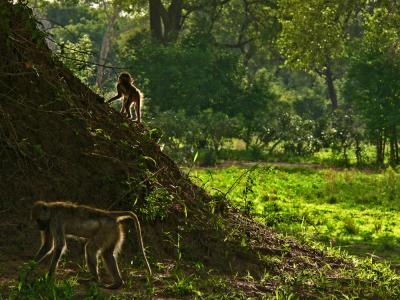 On the termite hill, South Luangwa National Park, Zambia, 2006