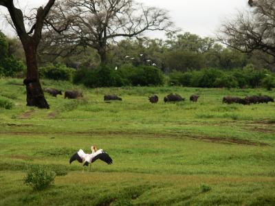 Birds and buffalos, South Luangwa National Park, Zambia, 2006
